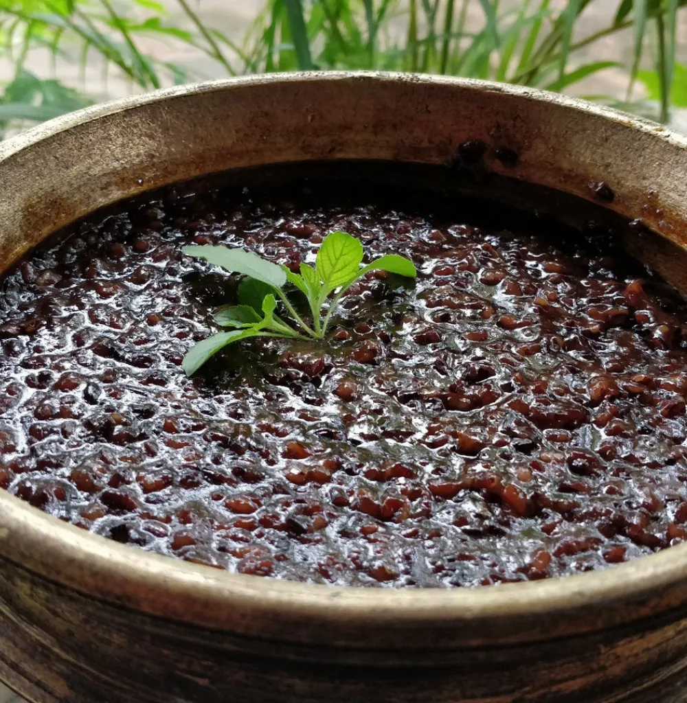 Black Rice/Karuppukavuni (Raw)