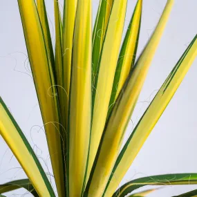 Color Guard Yucca Plant