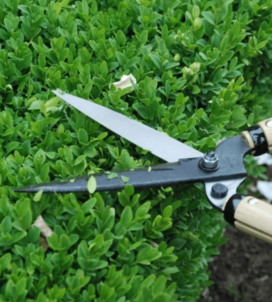 Okatsune Hedge Shears - Medium Blade / Short Handle